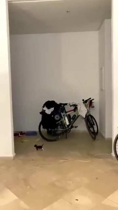 Major Cat Attack - Take cover