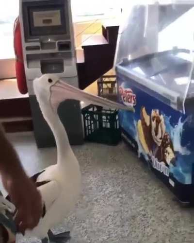 ? Pelican waiting to get served at the counter of fish and chip shop