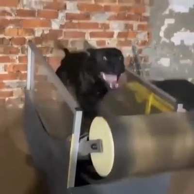 This doggie loves running
