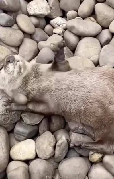 ? An Otter Juggling Stone ?
