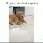 "Good boy.