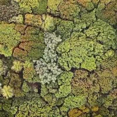 ? A forest canopy from above ?