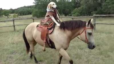 you've seen dogs on skateboard but what about dogs on horses?