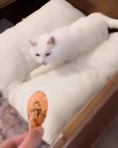 There are two types of cats