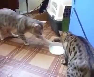 To share the milk with other. This is what happen when cats used weeds?