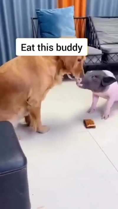 Doggo ?