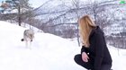 How wolves greet