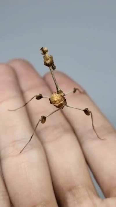 ? Gongylus gongylodes, also known as the wandering violin mantis.