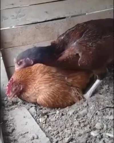 "Sit on the egg, you dolt!"