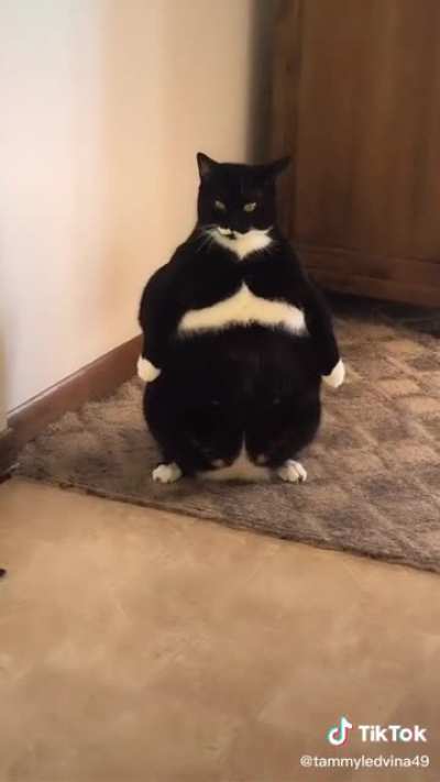 Fat Cat