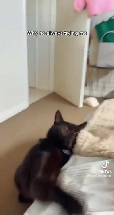 A peaceful cat chooses violence