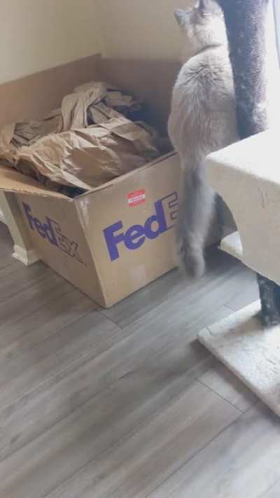 my cat nailing the landing
