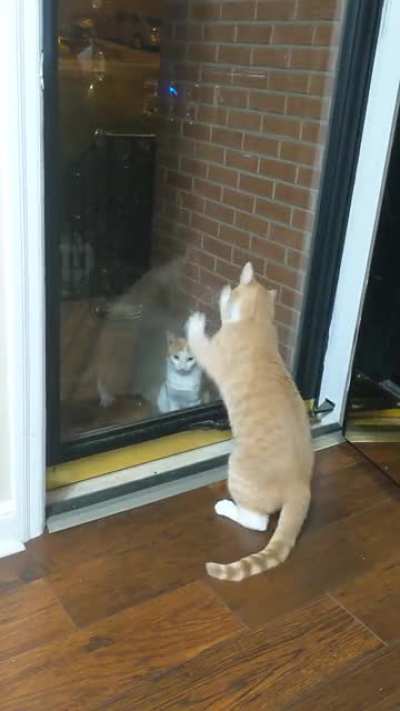 He does this every time he sees the neighborhood stray.
