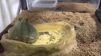 Frog Timelapse ?