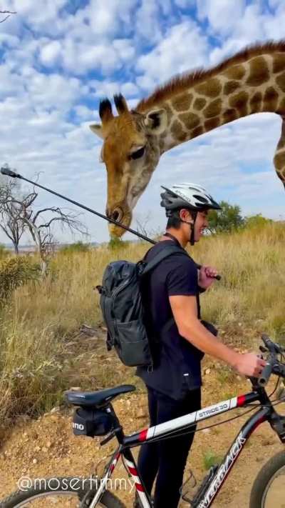 ? Curious and friendly Giraffe approaches man in South Africa