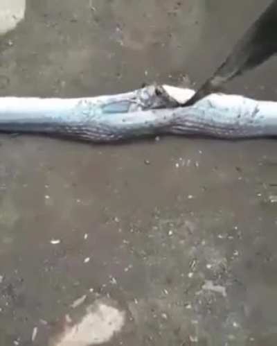 Snake food