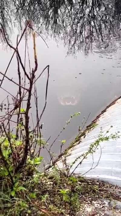 ? Bro, just run away now! Gators can GALLOP!