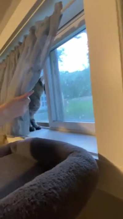 meow meow mf