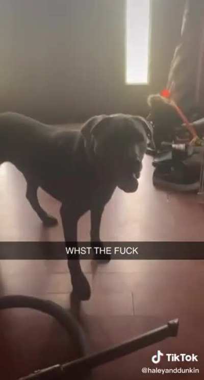Dog freak out