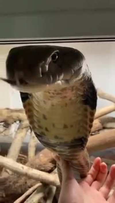 ? King Cobra enjoying some belly wubs