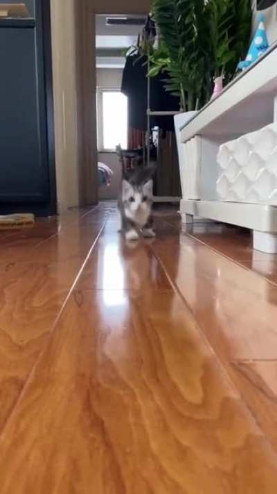 The galloping criminal