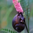 ? Golden Apple Snail laying its eggs
