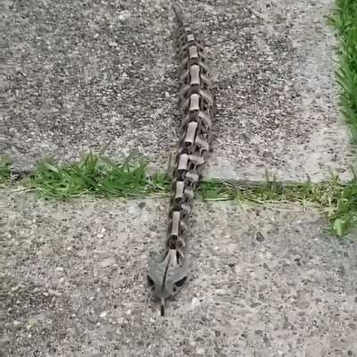 ? Looks almost artificial but these straight crawling Gaboon Vipers are as real and venomous as they come!