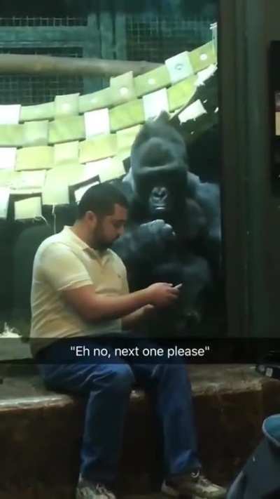 Dude was showing the gorilla pictures of female gorillas and he for real is like "next one please"