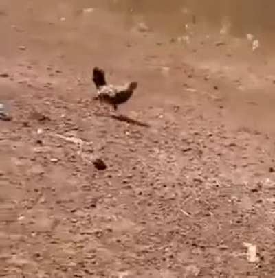 Kid messes with cock