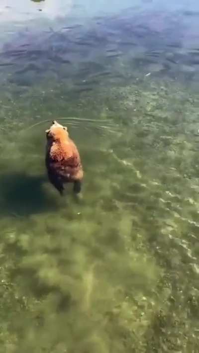 Just a floating bear