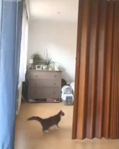 Drifting cat