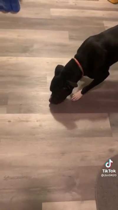 Give a dog an egg and they'll take care of it
