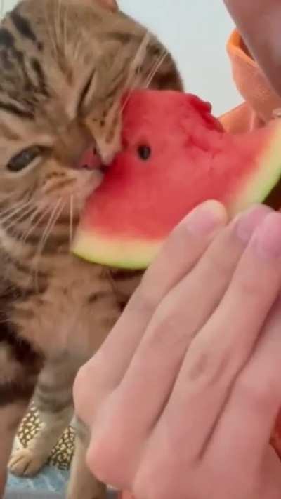Very angry nom nom nom nom noms ?