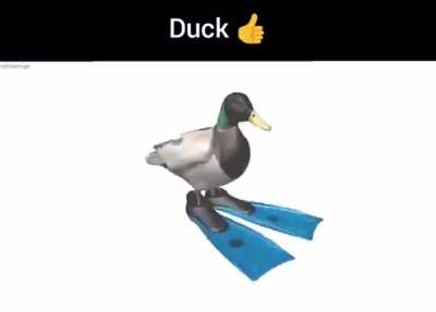 Duck ?