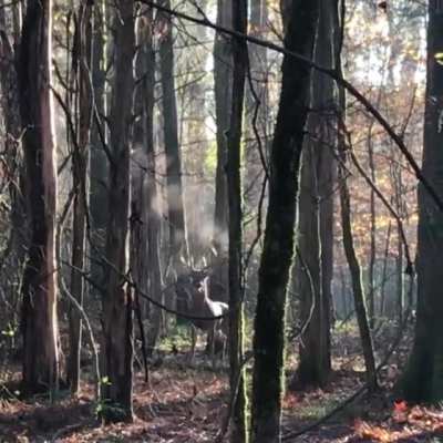 ? Big Bad Buck