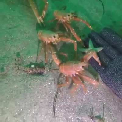 ? Trying to touch the human