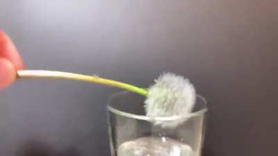 Hydrophobic plants