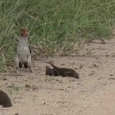 ? Dwarf Mongoose playing dead in front of hornbill ?