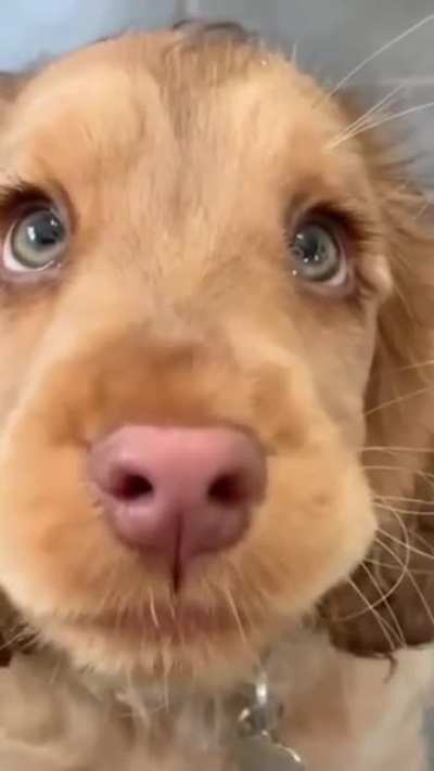 these eyes ??