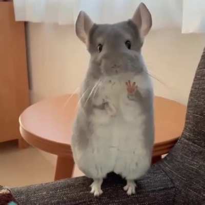 Chinchilla, Say ?
