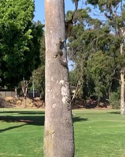 ? Close call you lucky squirrel!!