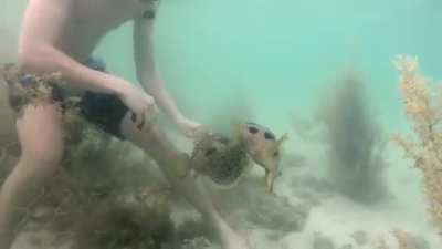 ? Pufferfish stays by its trapped friend while human cuts the net