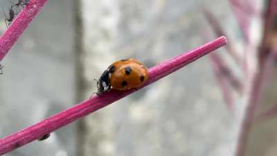 ? ladybug attacking aphids that infected a fireweed