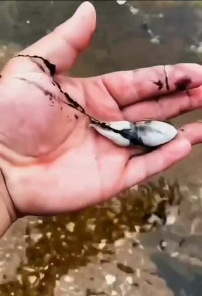 ? Cuttlefish ink defense mechanism