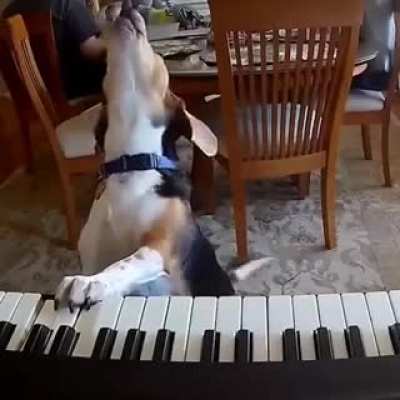 Dogezart (Sound On) [Not OC]