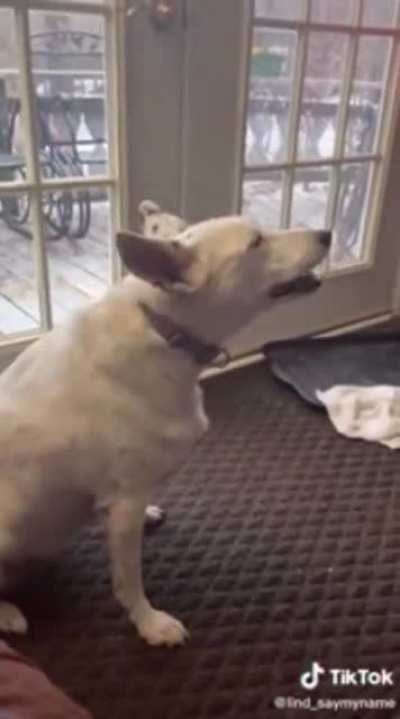 Dog thinks he’s barking