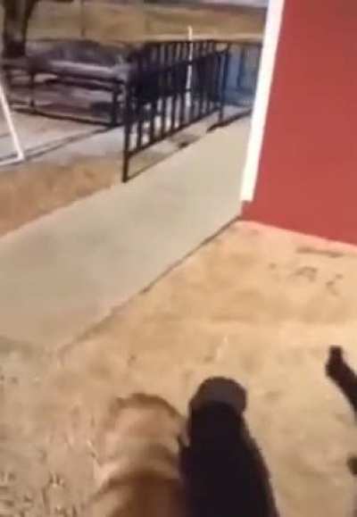 poor doggo :(