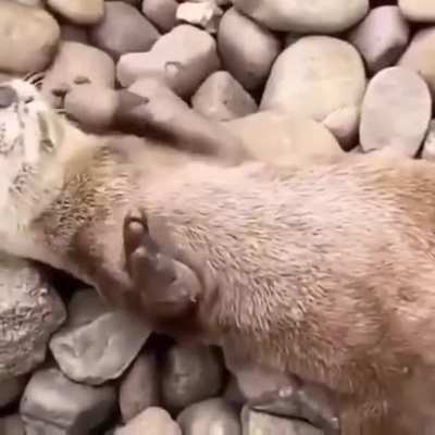 ? An otter juggling a stone