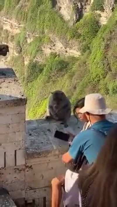 Monkeys in Bali have learnt that they can steal people's phone and negotiate there return for food