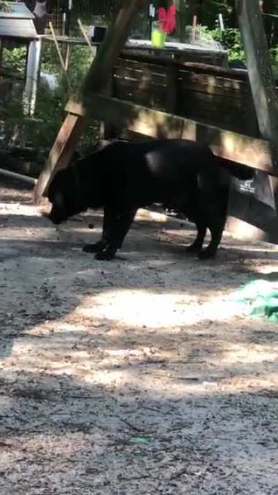 For 9 years he’s used the swing set as his butt scratcher.